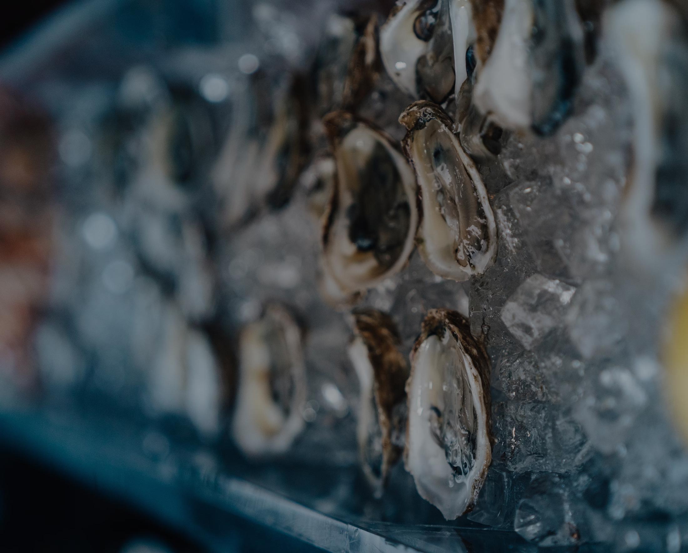 Fresh oysters on ice, representing Australia's oyster farming industry